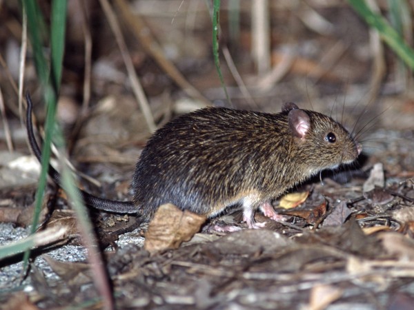  p>德之岛刺鼠,是动物界脊索动物门啮齿目鼠科动物. /p>