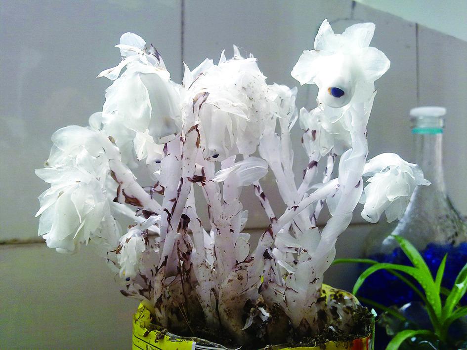 高山冻原植物;花序较小,长1.5-2.8厘米,花较少,3-5花