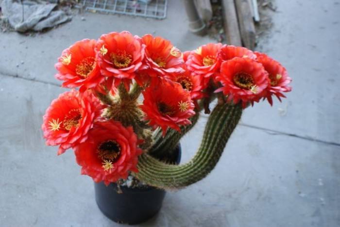  p>仙人掌科毛花柱属,是近些年流行的大花仙人掌类植物.