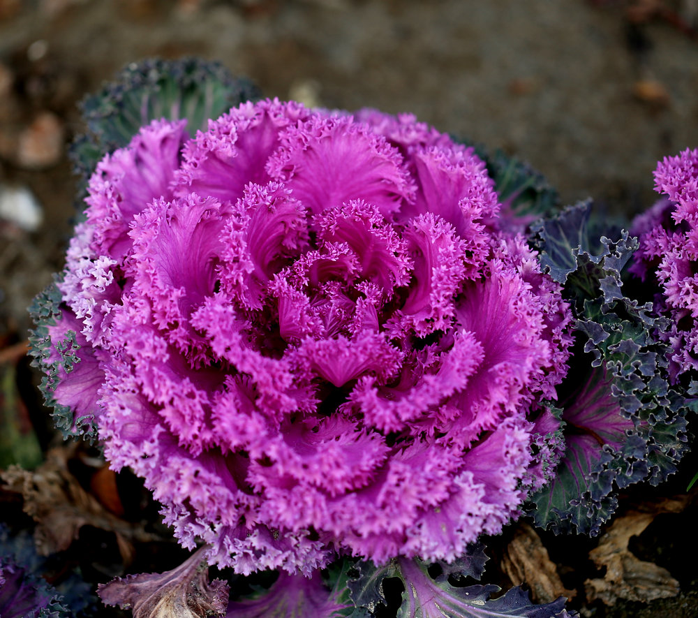 brassica oleracea var. acephala linn.f. tricolor
