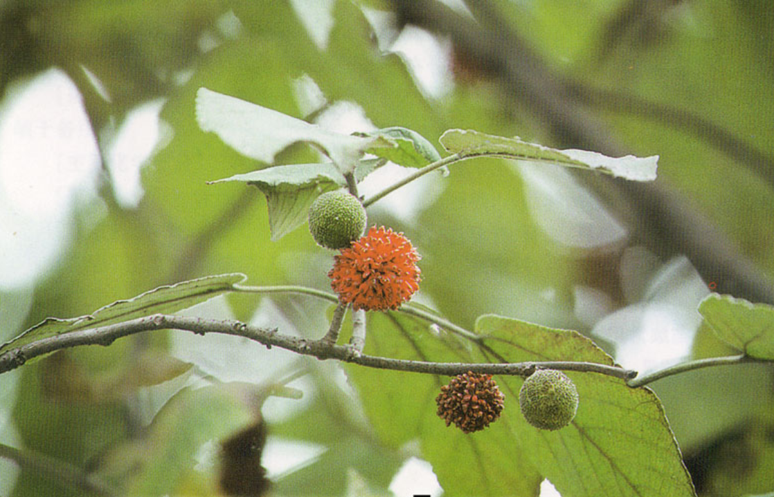 fructus broussonetiae