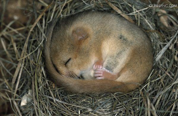 muscardinus avellanarius