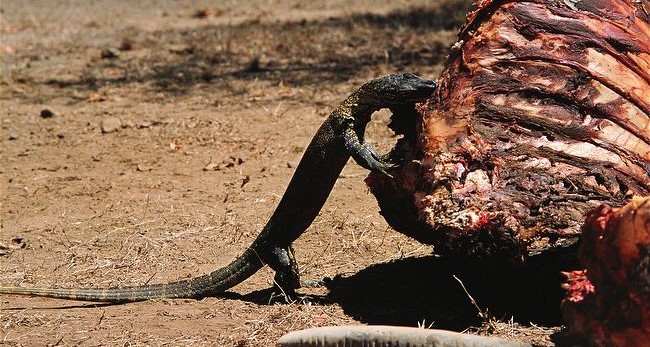  p>科莫多巨蜥,学名 b> i>varanus komodoensis /i> /b>(ouwens,1912)
