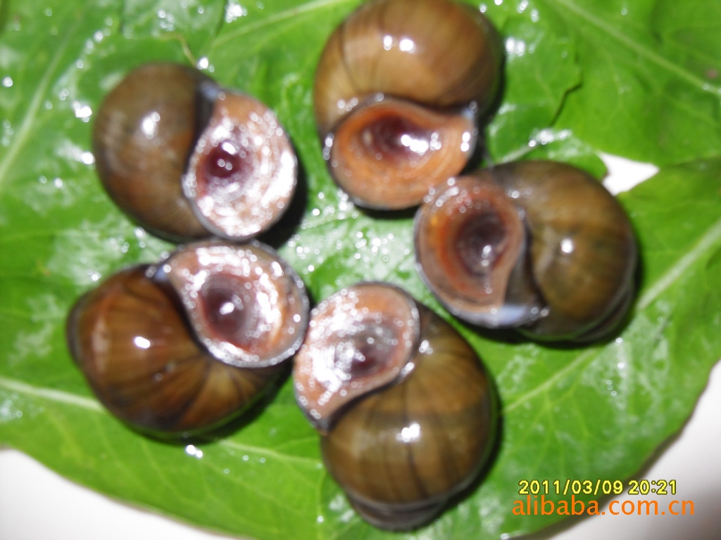  p>圆田螺(cipangopaludina)属为淡水中习见的大型螺类,分布较广,栖于