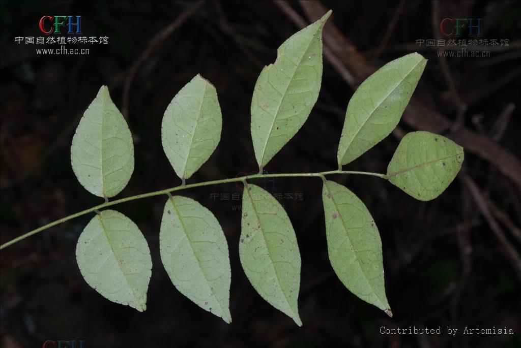 小枝,叶轴,小叶背面中脉及花序轴均有凸起的油点.