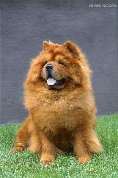 松狮犬chowchow