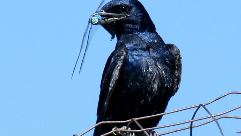  p>紫崖燕, a target="_blank" href="/item/鸟纲/1194548" data