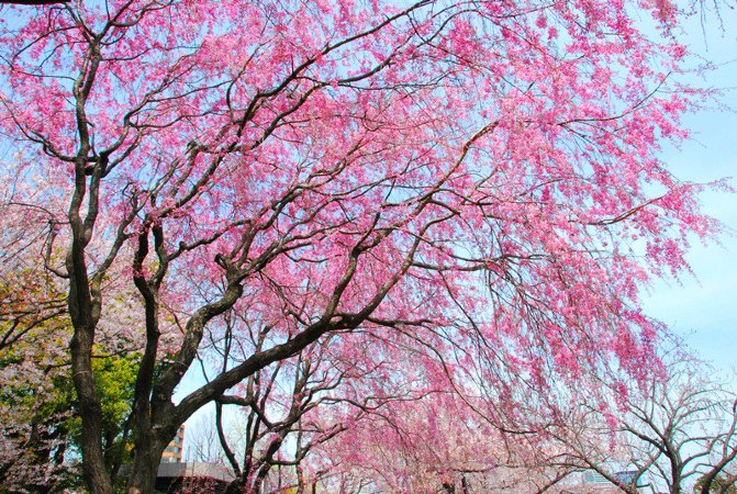 ">美国垂枝红樱是美国的 a target="_blank" href="/item/樱花/70387"