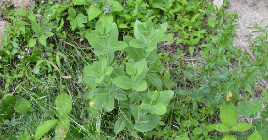 为景天科植物轮叶八宝 i>hylotelephium /i> i>  /i> i>verticillatum