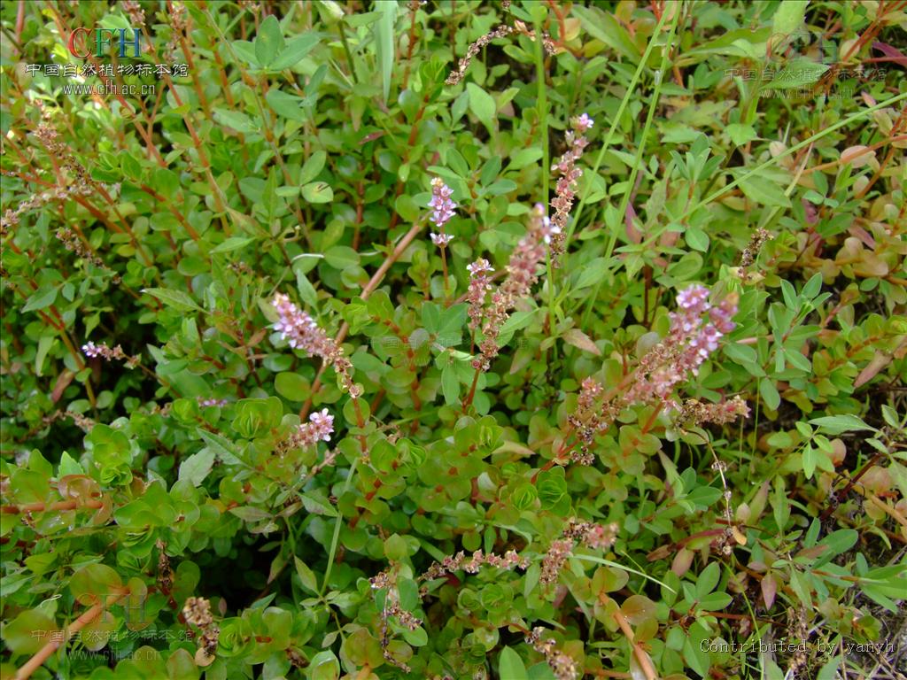 koehne)是千屈菜科 节节菜属一年生草本植物,多分枝,节上生根,茎常