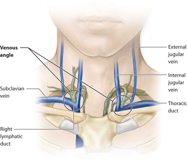 href="/item/锁骨/1628719" data-lemmaid="1628719">锁骨 /a>下静脉