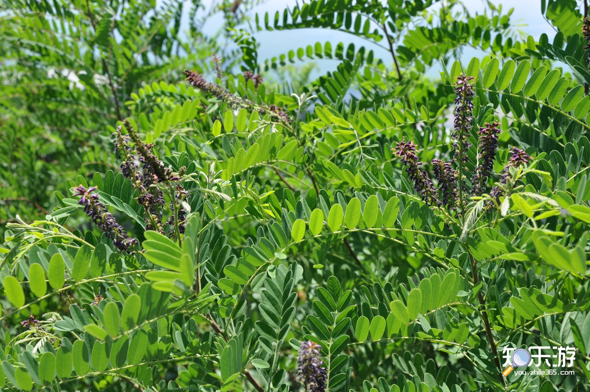 是豆科落叶灌木,高1-4米.