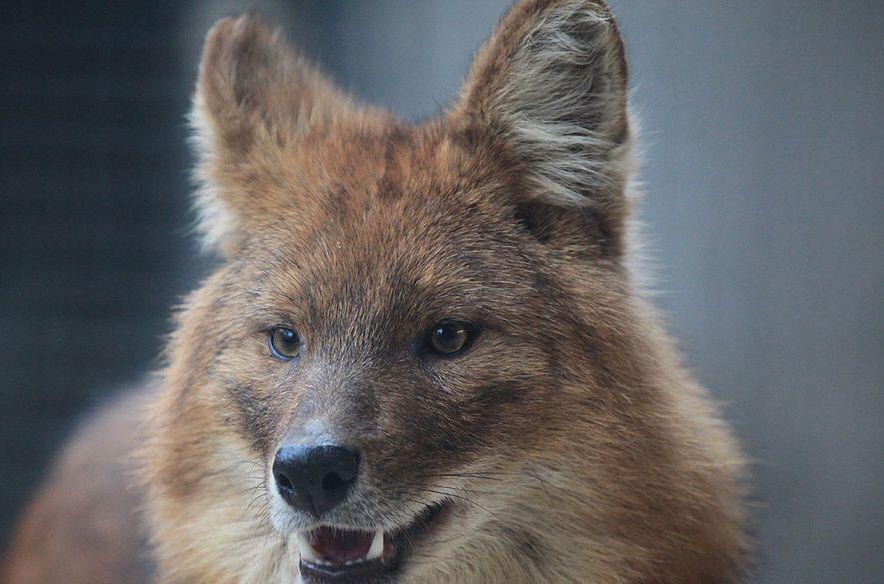  p>野犬,即未被驯化的野生犬.