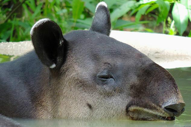  p>中美貘(拉丁学名: i>tapirus bairdii /i>),又名拜氏貘,自 a href=