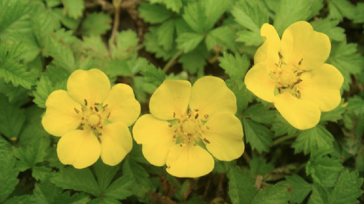 p>蛇莓委陵菜(学名: i>potentilla centigrana /i> maxim.