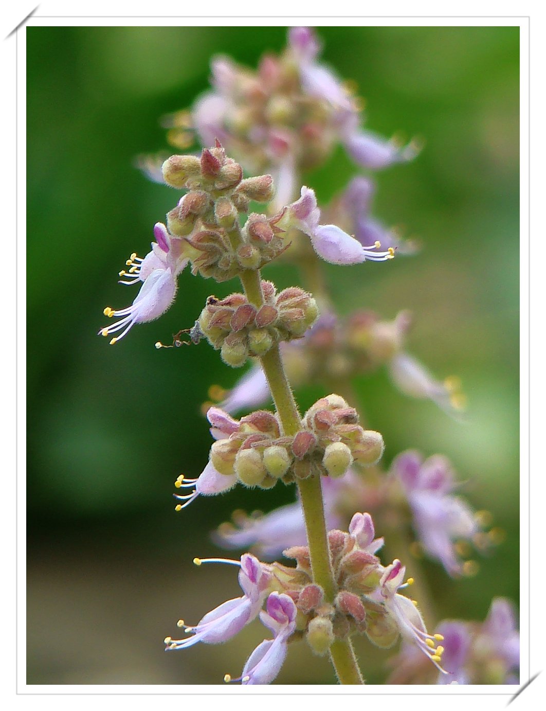 p>到手香(学名 i>plectranthus/i i>amboinicus/i(lour.