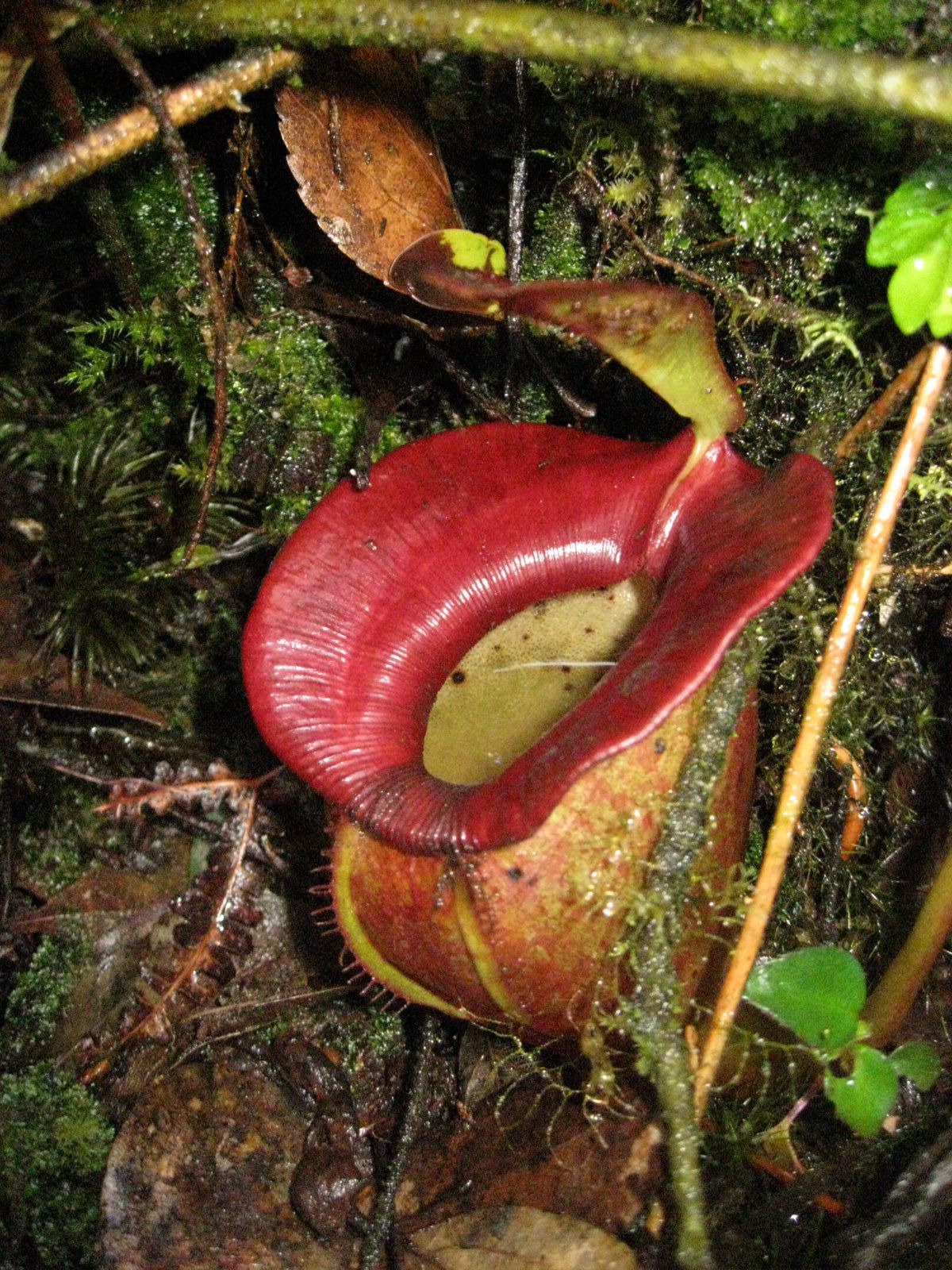 猪笼草 /a>(nepenthes sumatrana)是特产于印度尼西亚苏门答腊的一种