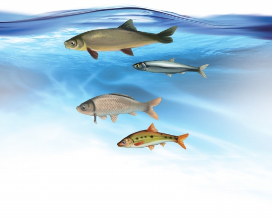  p>杞麓白鱼,学名: i> /i> i>anabarilius qiluensis  /i> (chen et