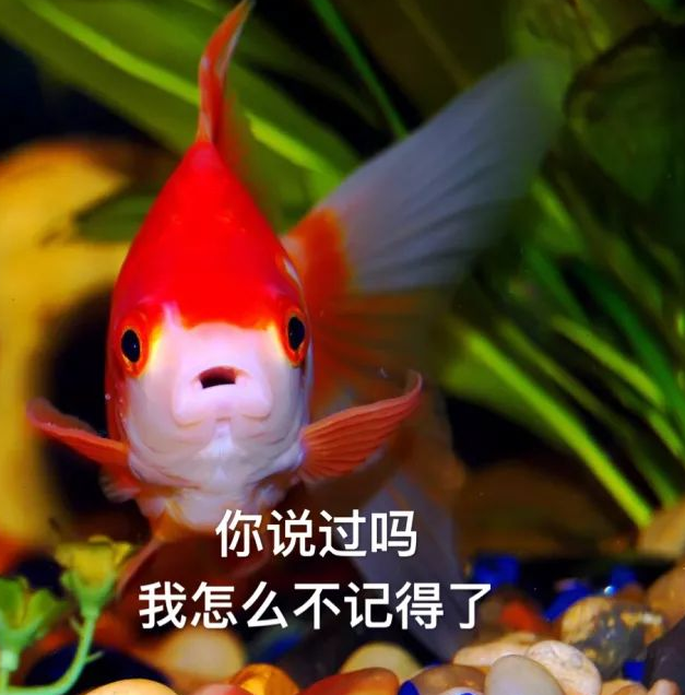  p>金鱼系男友,网络流行词,是形容男朋友和鱼一样记忆只有7秒,前面说