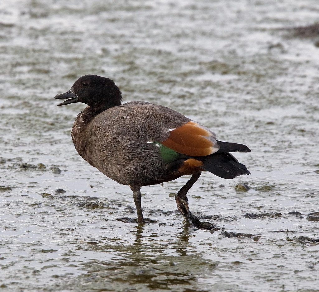  p>黑胸麻鸭(学名:tadorna variegata)是鸭科的鸟类,喜成群,栖息于