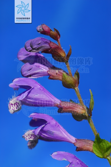  p>荨麻叶龙头草,拉丁名为meehania urticifolia (miq.