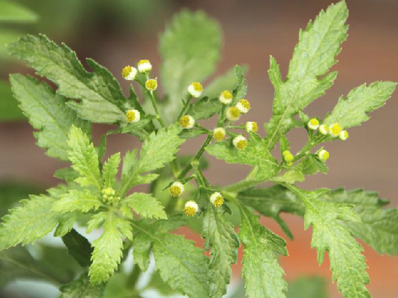 " data-lemmaid="2659935">菊科 /a>植物小鱼眼草 i>dichrocephala