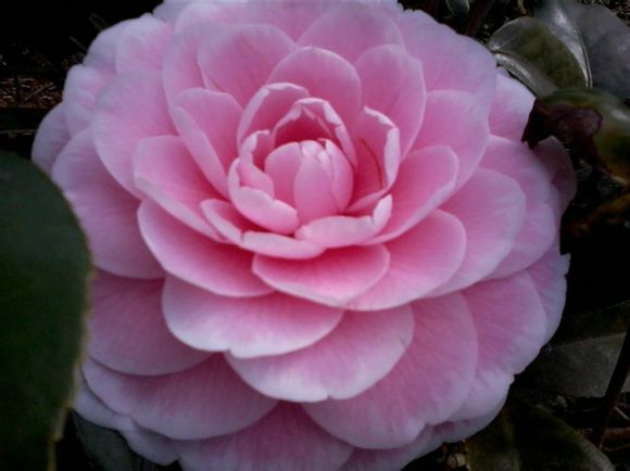  p>粉丹:福建别名—— a href="#" data-lemma