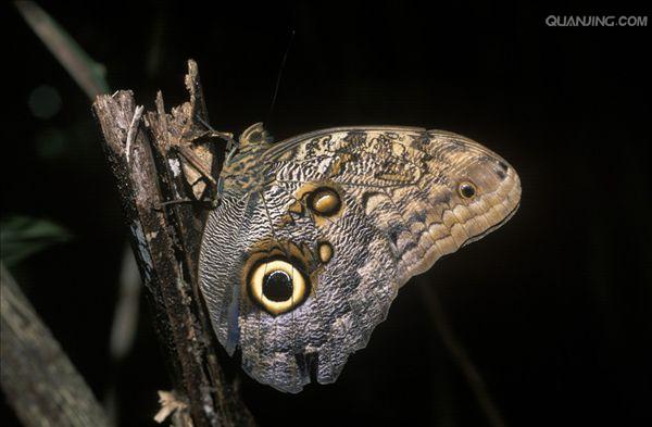 整个翅面酷似猫头鹰的脸,是极其巧妙的伪装.
