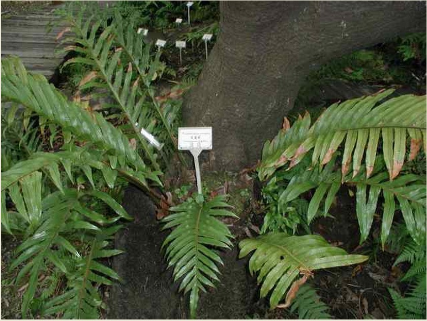  p>连珠蕨, a href="#" data-lemmaid="7564145