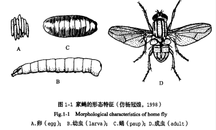家蝇_百度百科