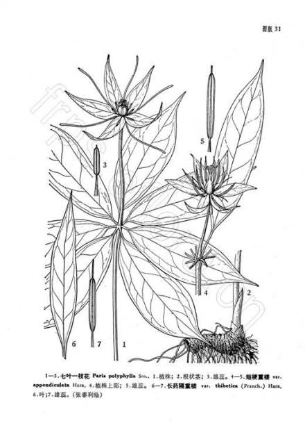七叶一枝花（藜芦科重楼属植物）_百度百科