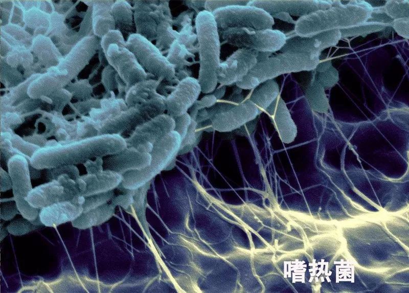 如斯坦福大学科学家发现的古细菌,最适生长温度为100℃,80℃以下即失