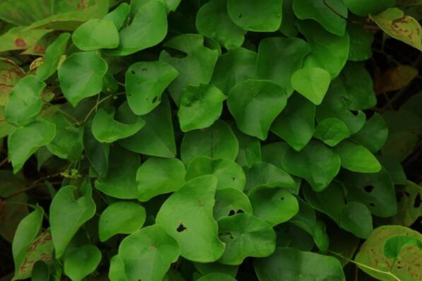 千金藤又叫什么名(千金藤有什么药用价值)