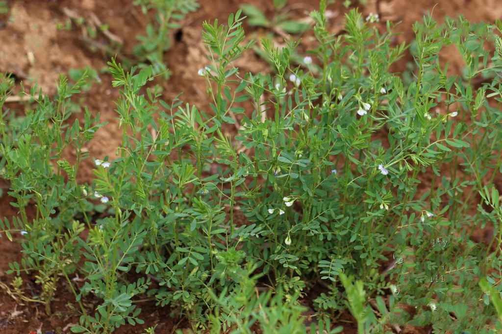 是豆科,兵豆属一年生 a target="_blank" href