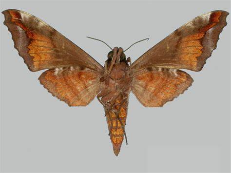 赭绒缺角天蛾
