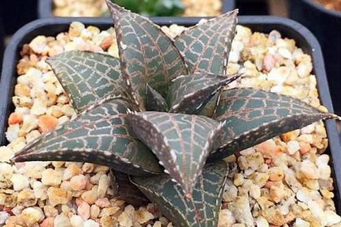 rowley)又名蛇皮掌,是 a target="_blank" href="/item/阿福花科">