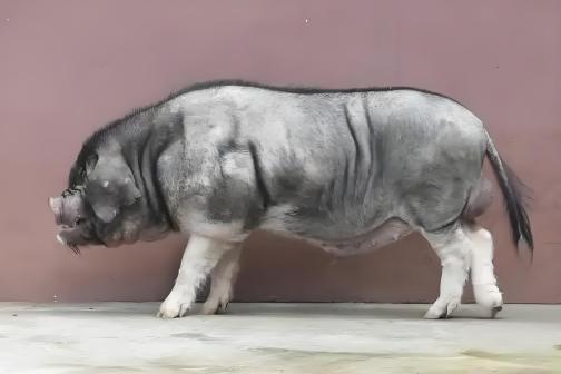 嵊县花猪_百度百科
