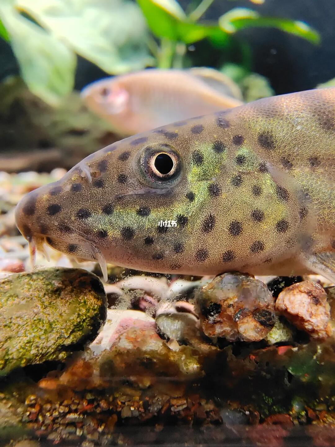 江西副沙鳅为<a target="