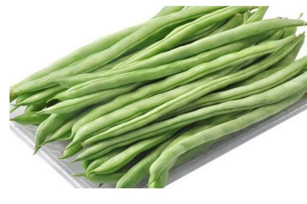 现为浙江省矮生四季豆主栽品种. /p>