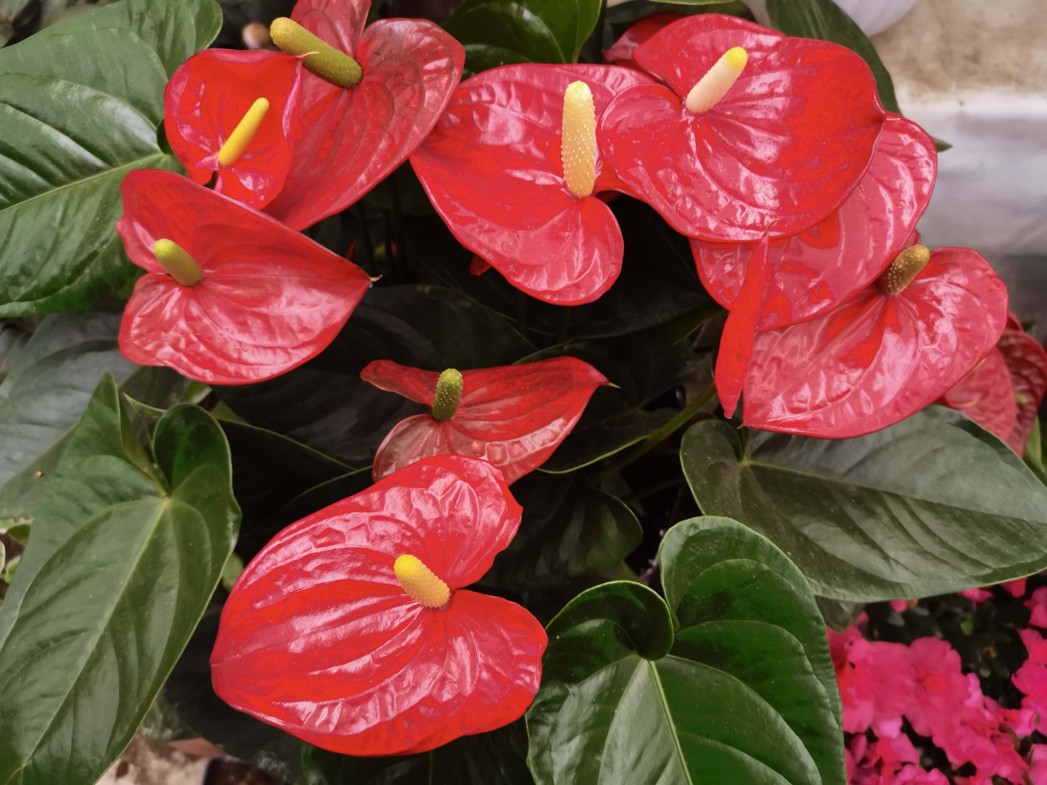 火鹤花