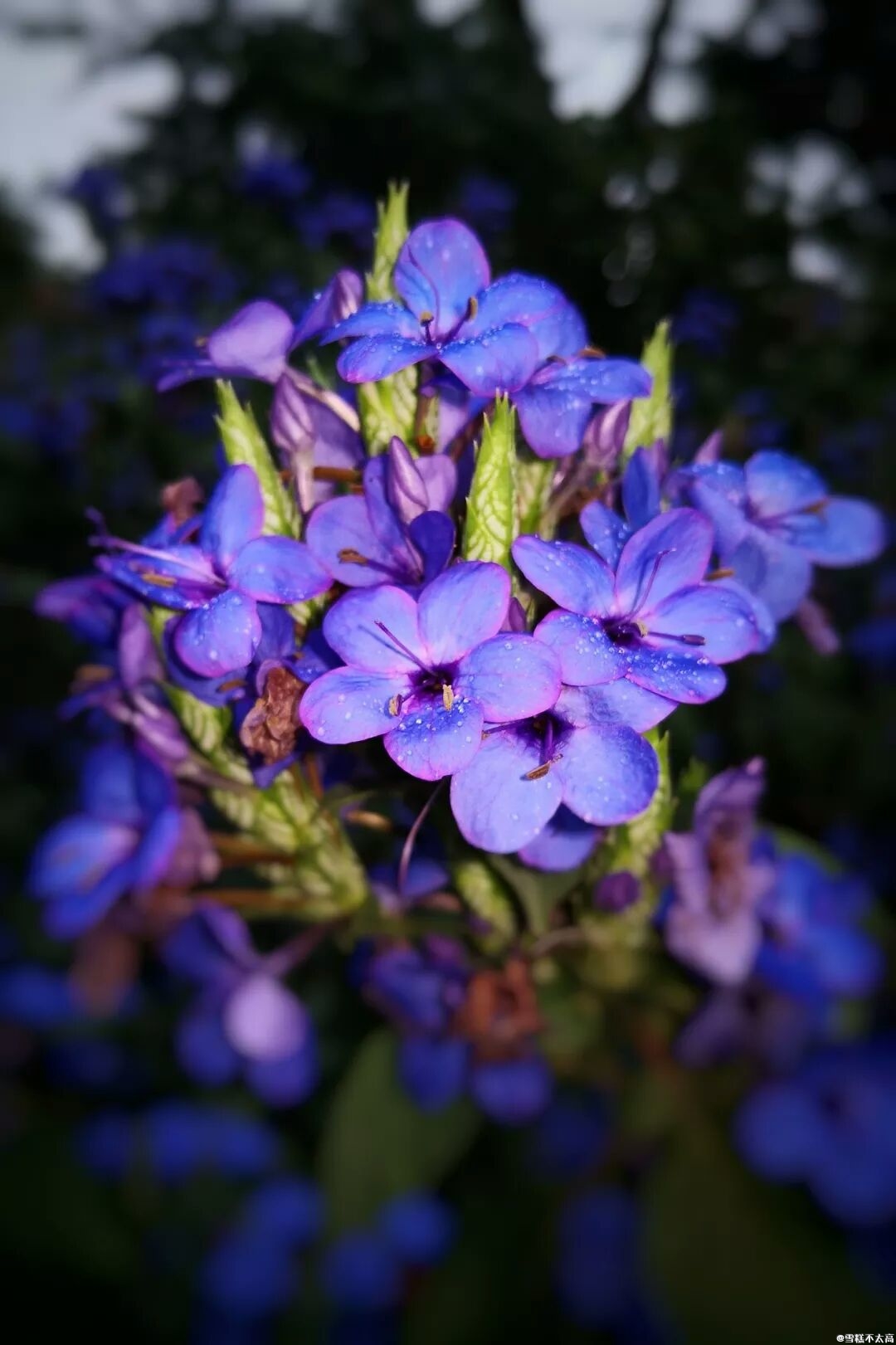 喜花草