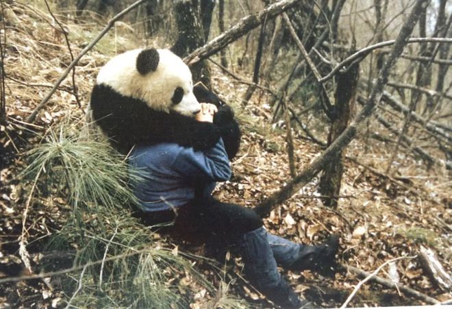大熊猫娇娇