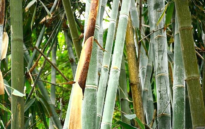 吊丝竹无性系1号