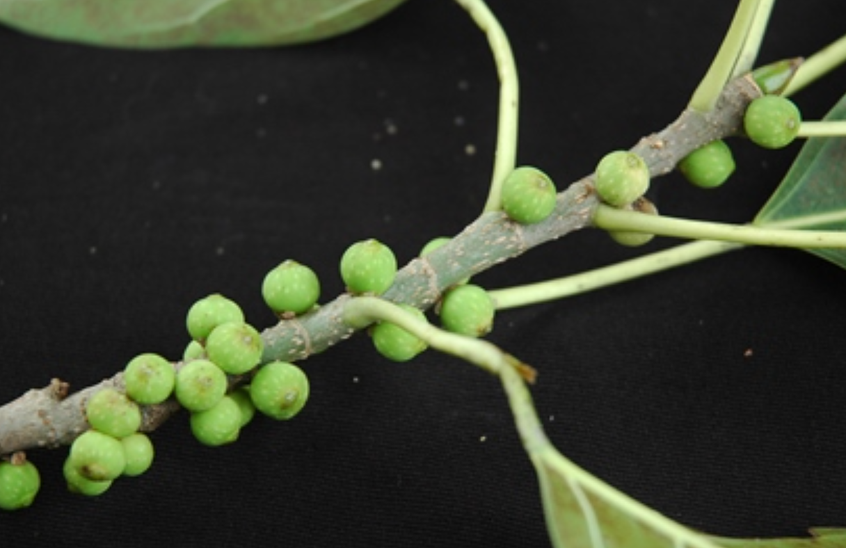 ficus virens ait.