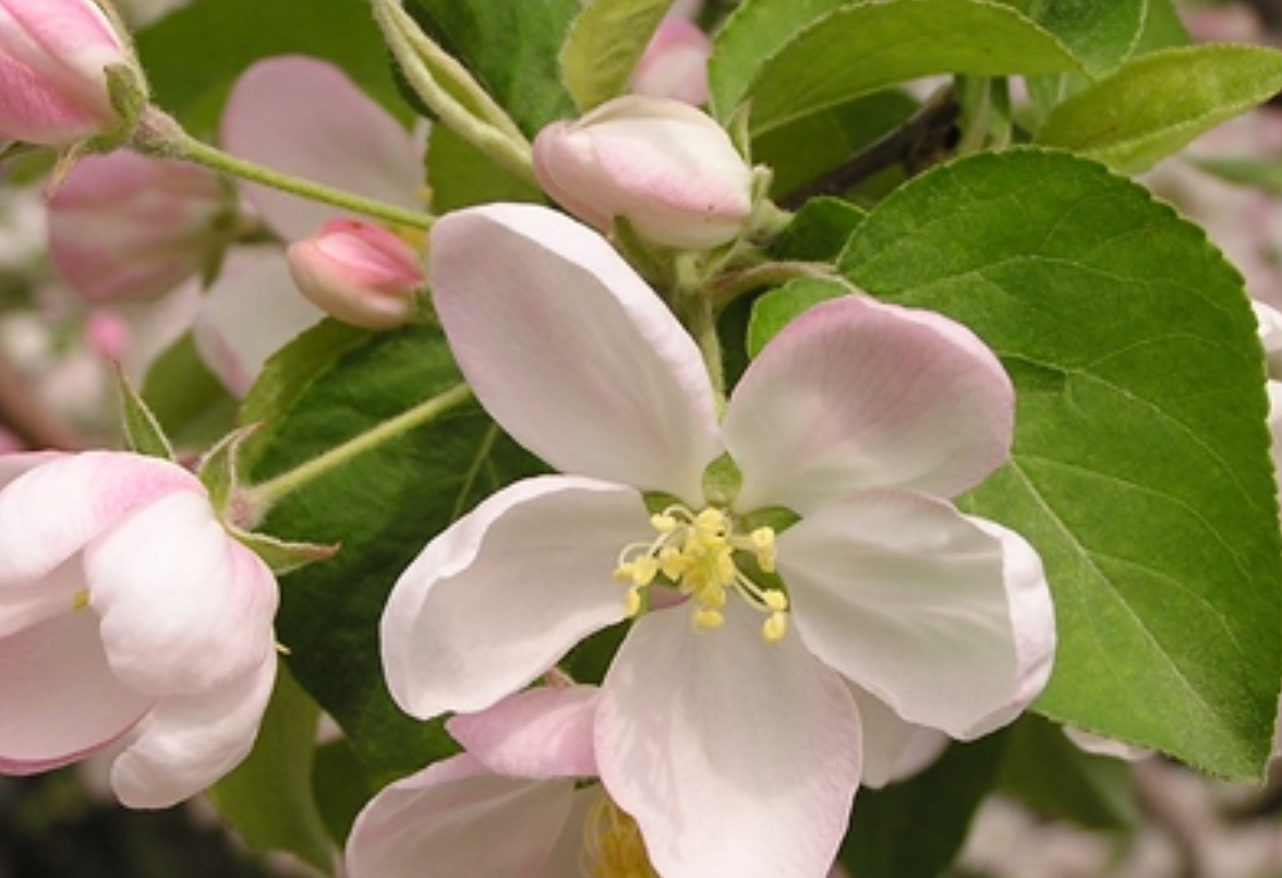  p data-id="gnwwzormdd">苹果,蔷薇科苹果属落叶乔木植物,茎干较高