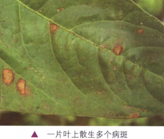 豇豆黑斑病