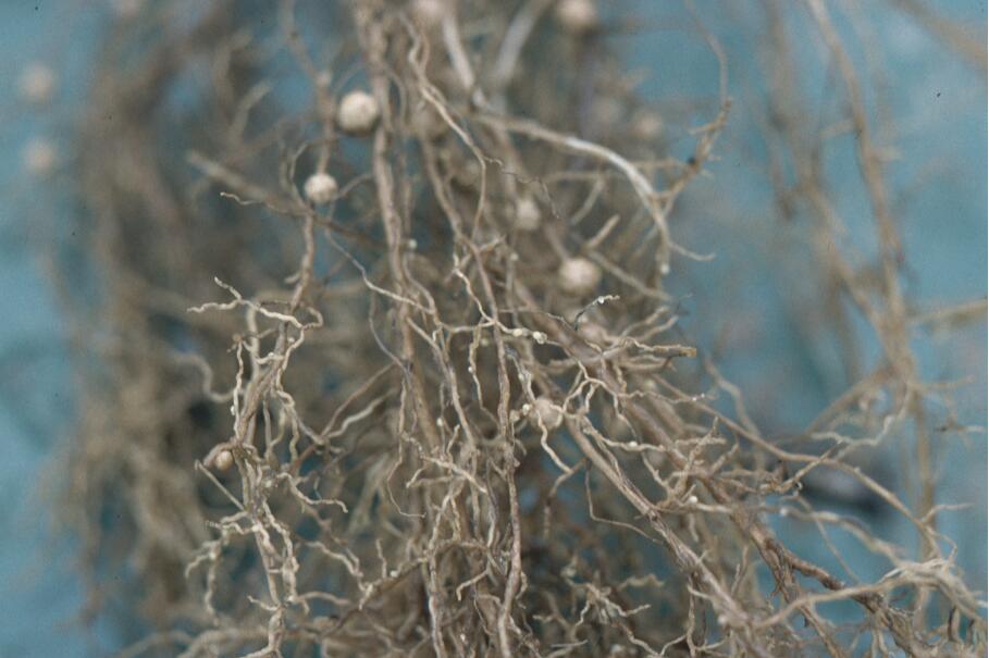 菜用大豆孢囊线虫病