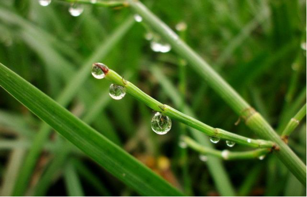 民间草药——笔管草的人文历史！_百科TA说