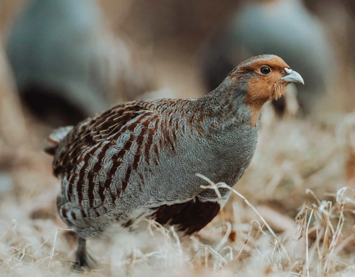 r4mym3pjkg">鹧鸪(英文名:partridges)是一类小型到中型的鸡形目鸟类