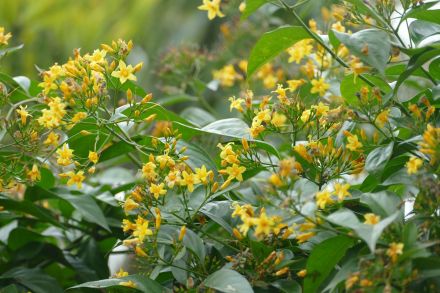 钩吻（钩吻科钩吻属植物）_百度百科